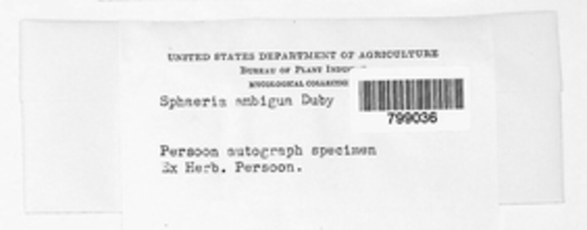 Peyronellaea obtusa image